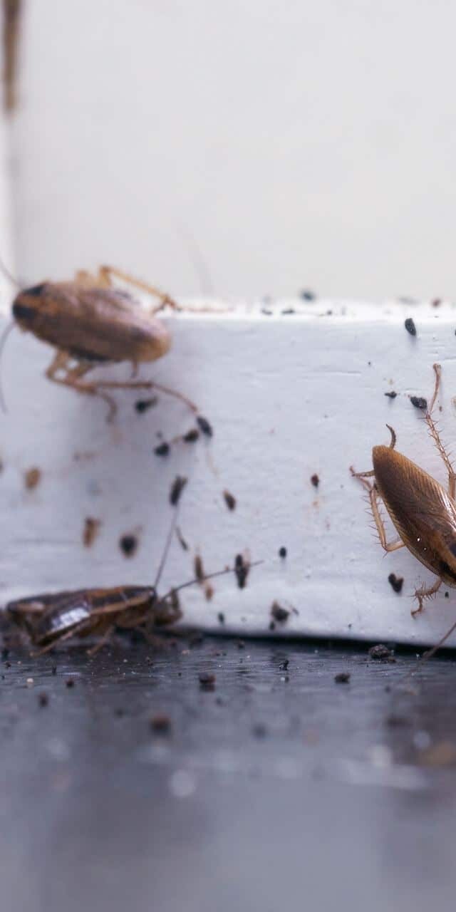 contact a qualified pest control specialist immediately