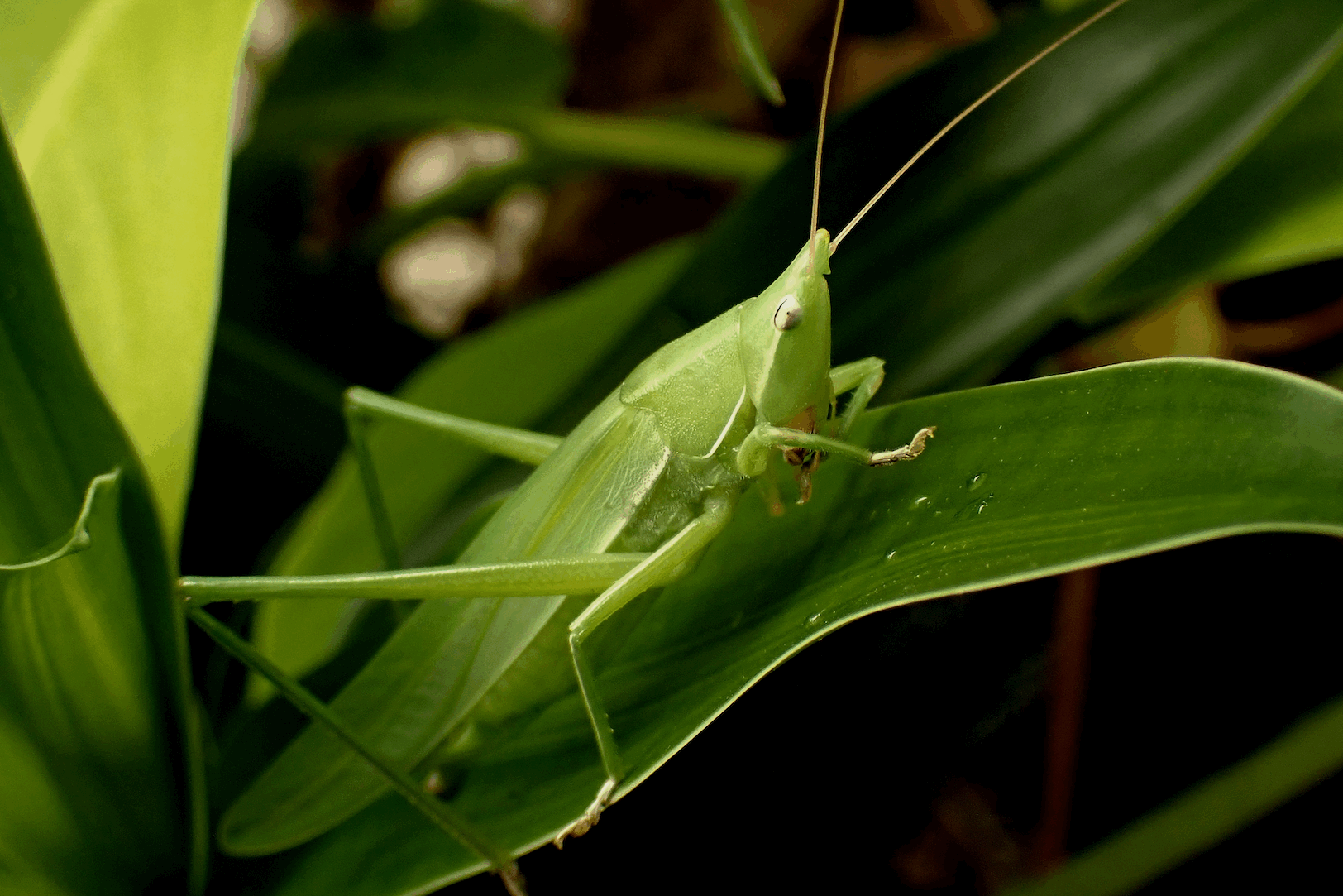 katydids make unique mating noises