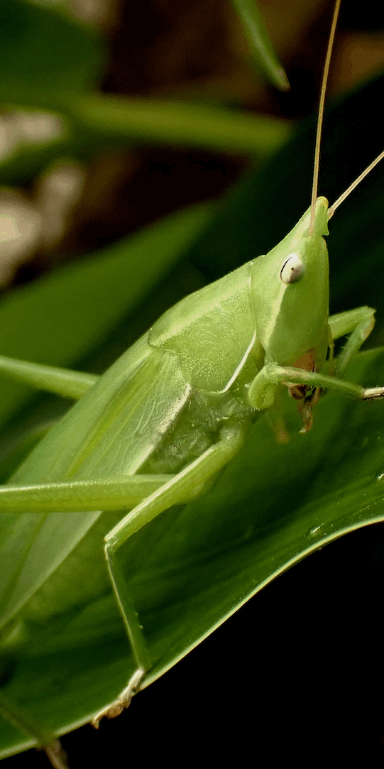 katydids make unique mating noises