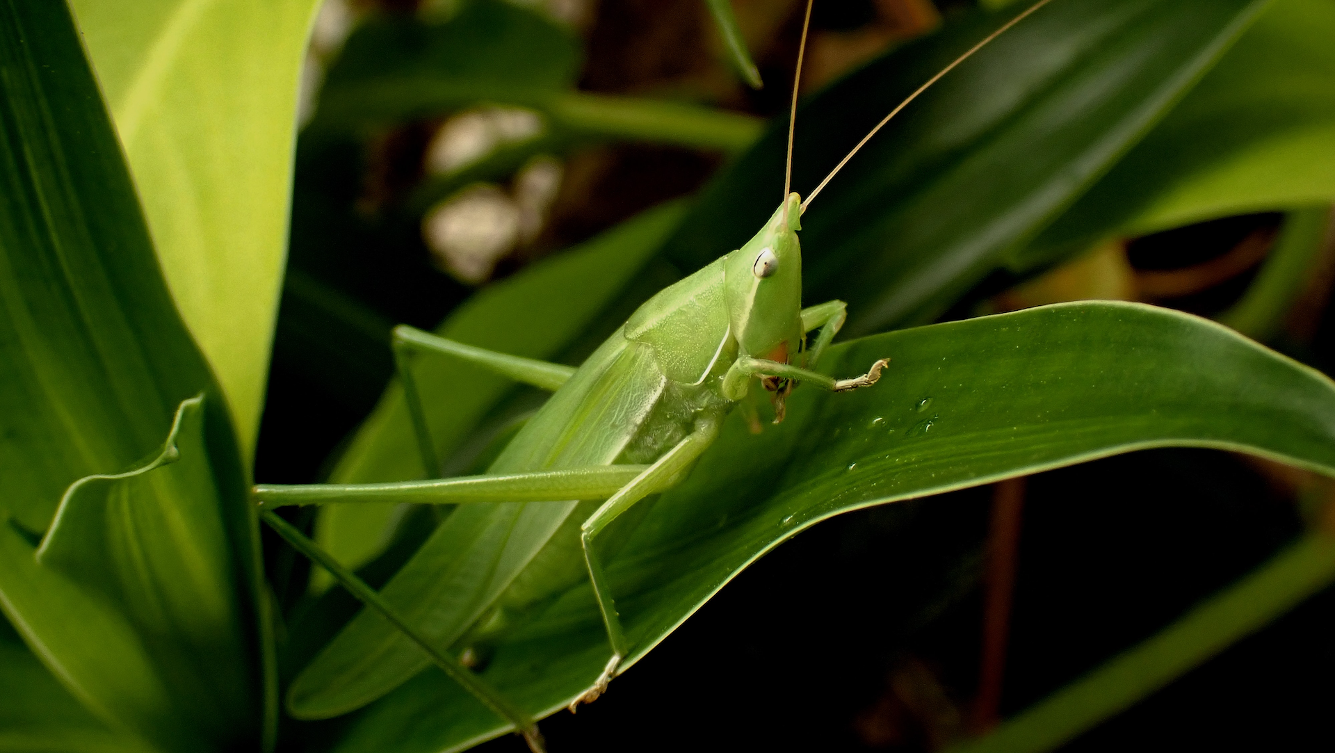 katydids make unique mating noises