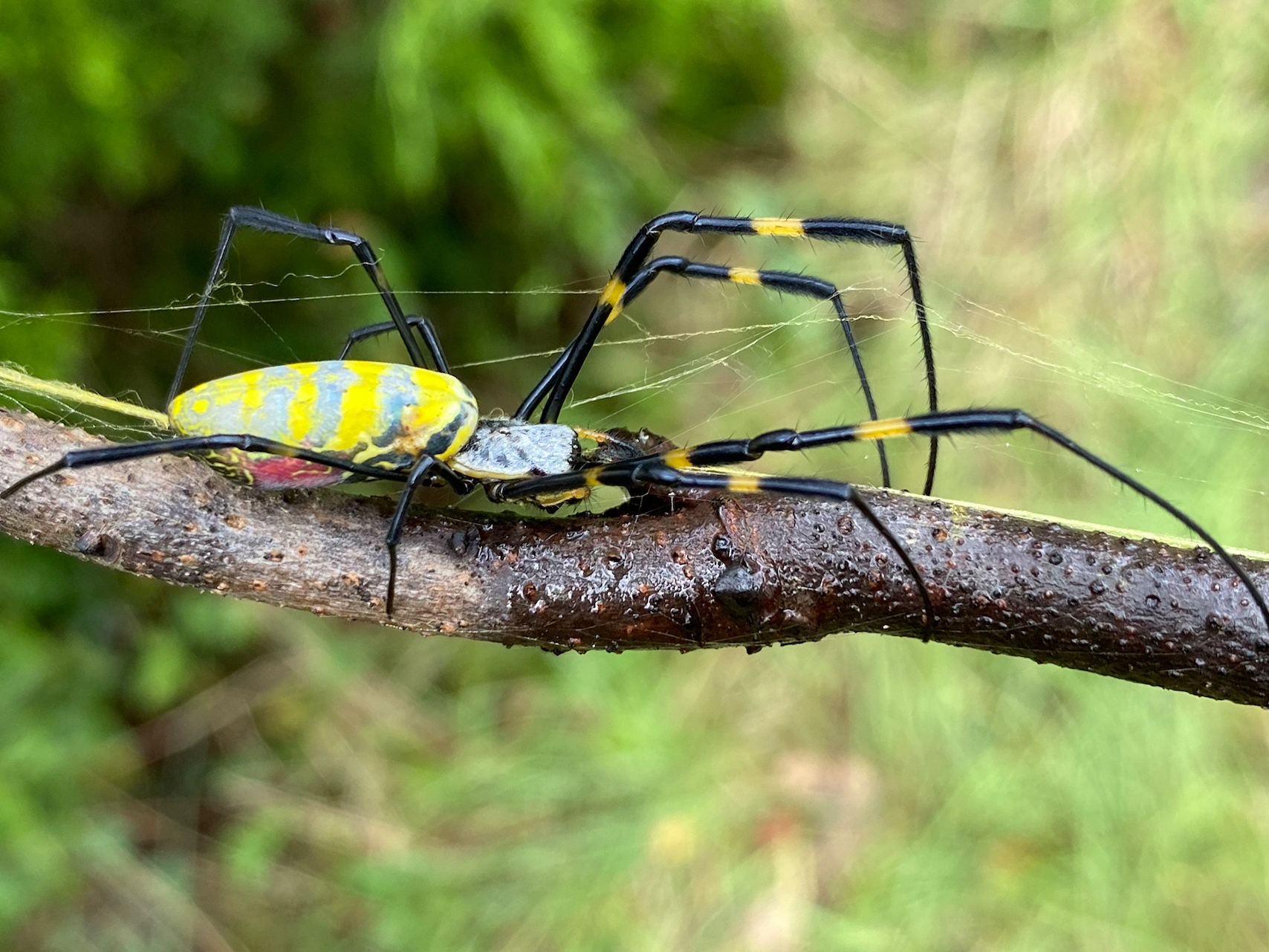 Joro Spider is a species of orb-weaver spiders