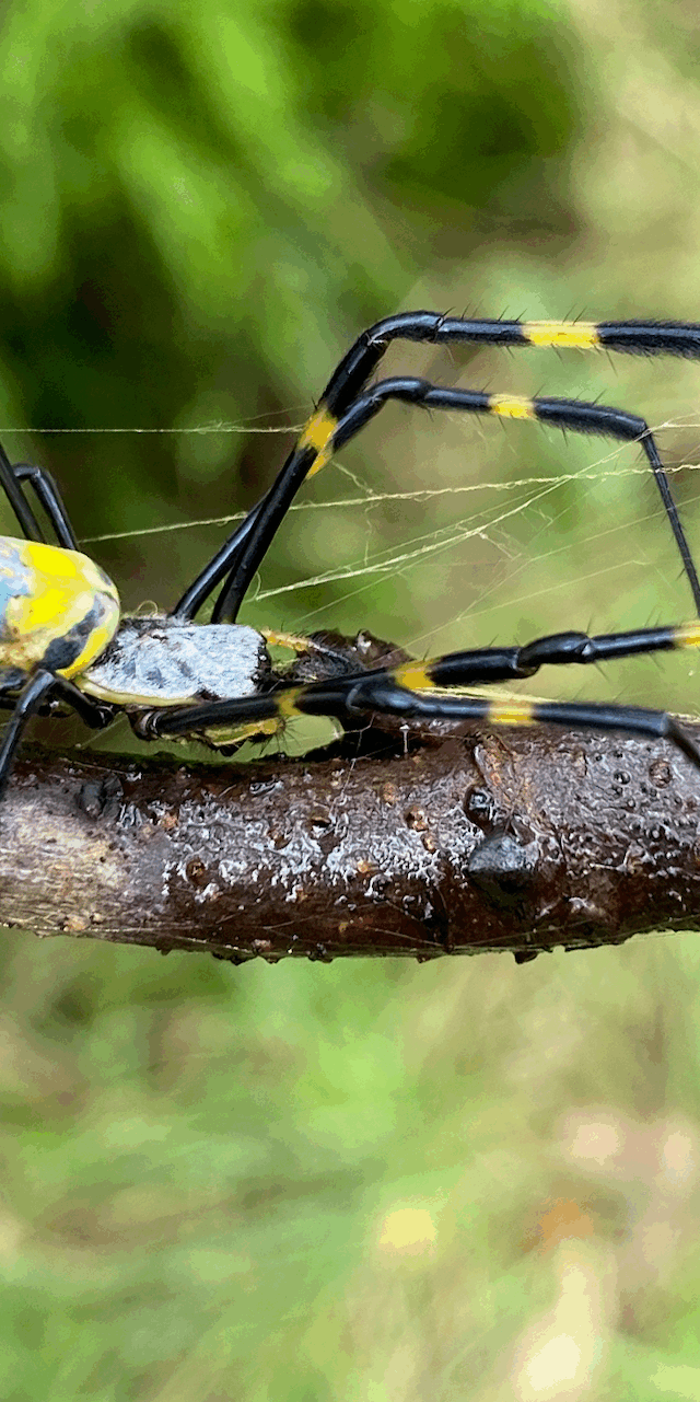 Joro Spider is a species of orb-weaver spiders