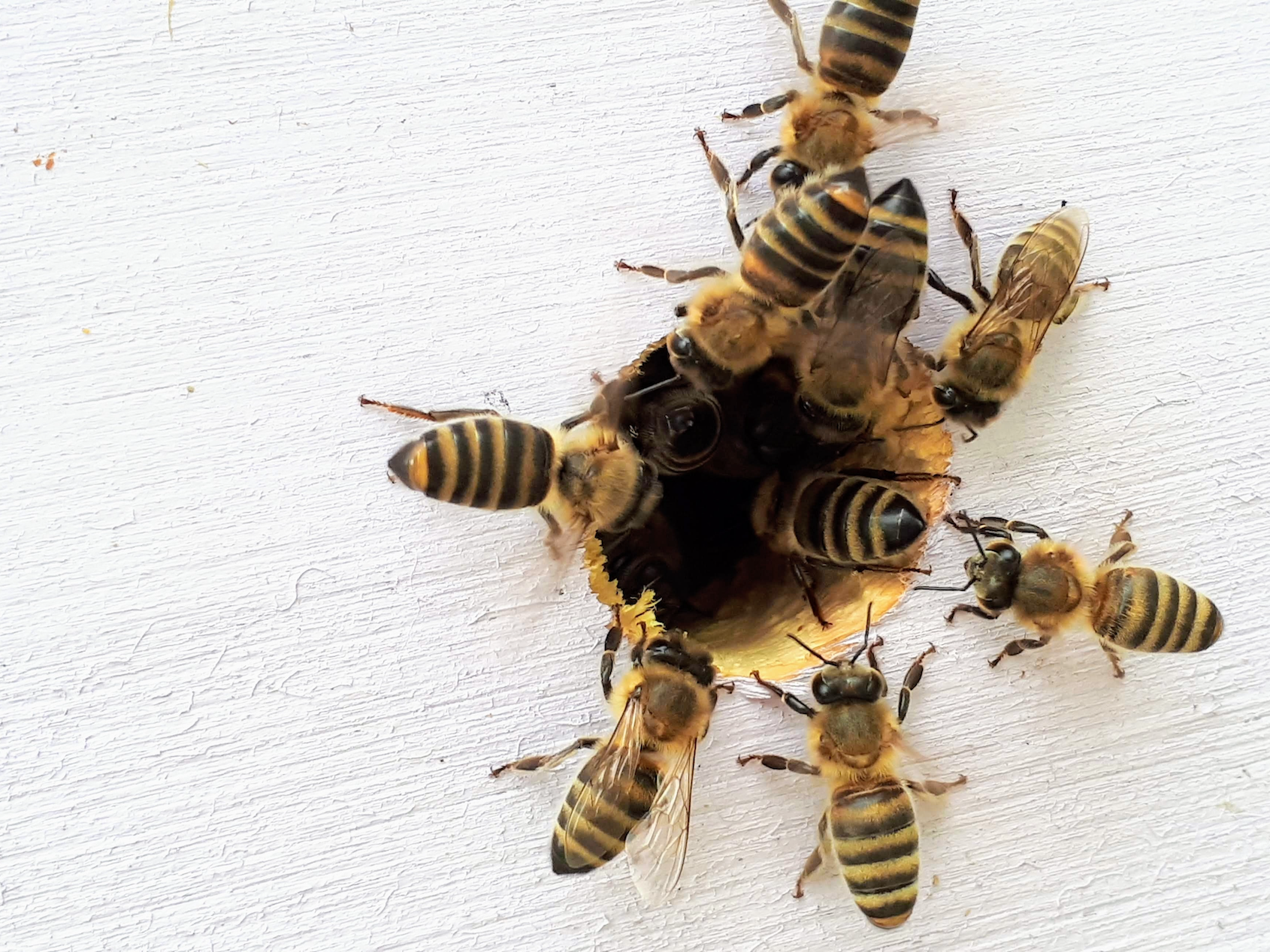 harboring an active bee hive