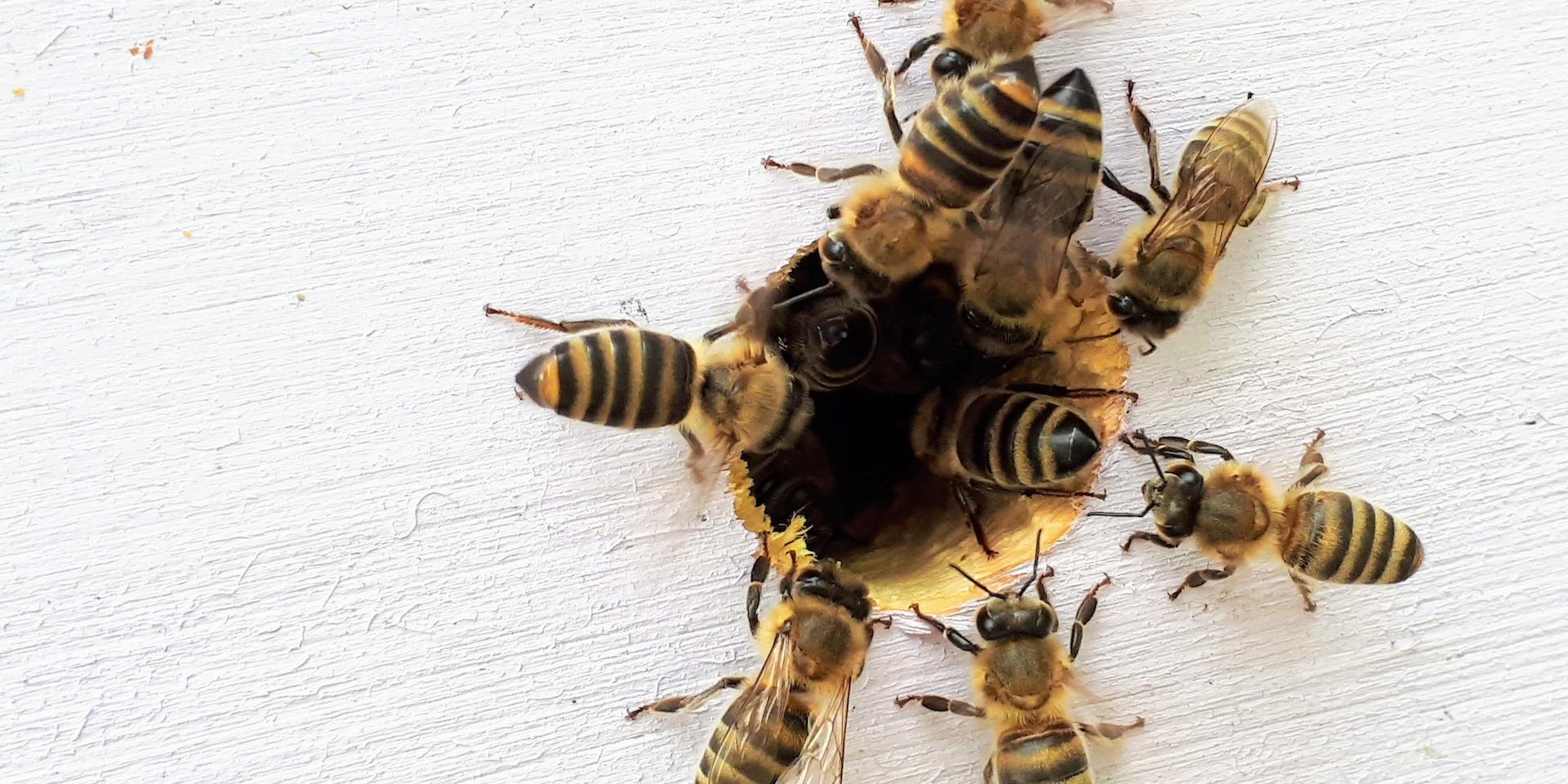 harboring an active bee hive