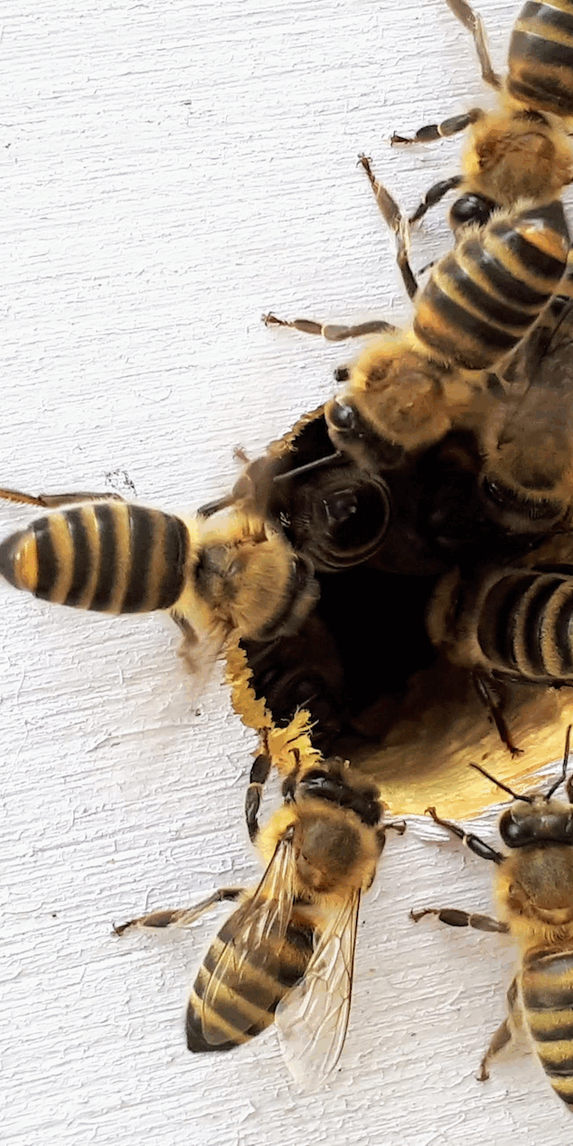harboring an active bee hive