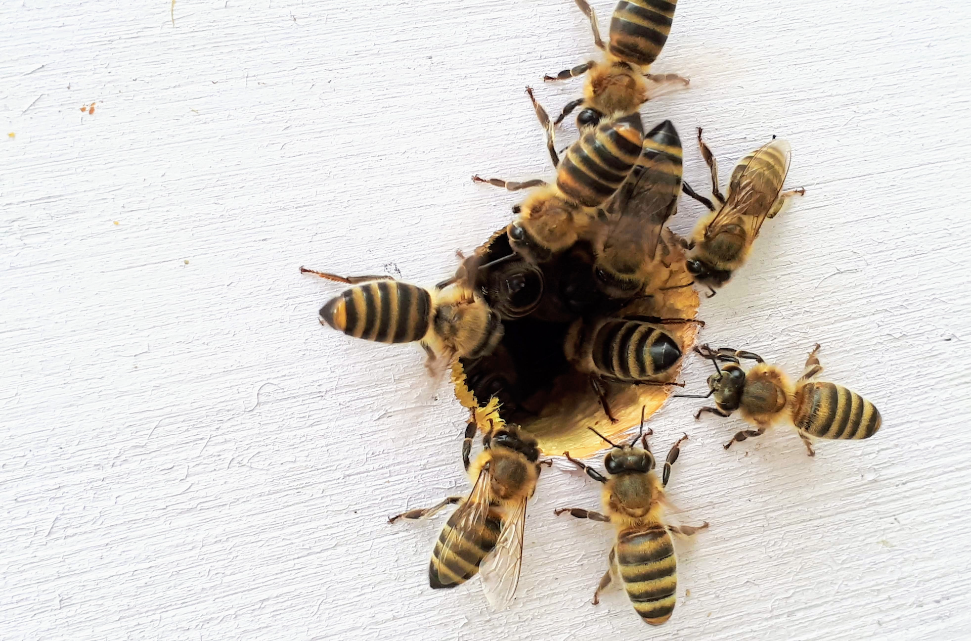 harboring an active bee hive