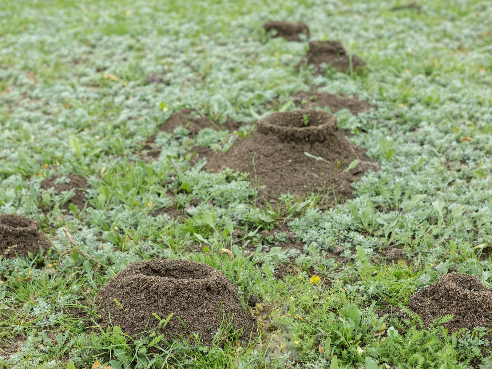 cause severe damage to your yard