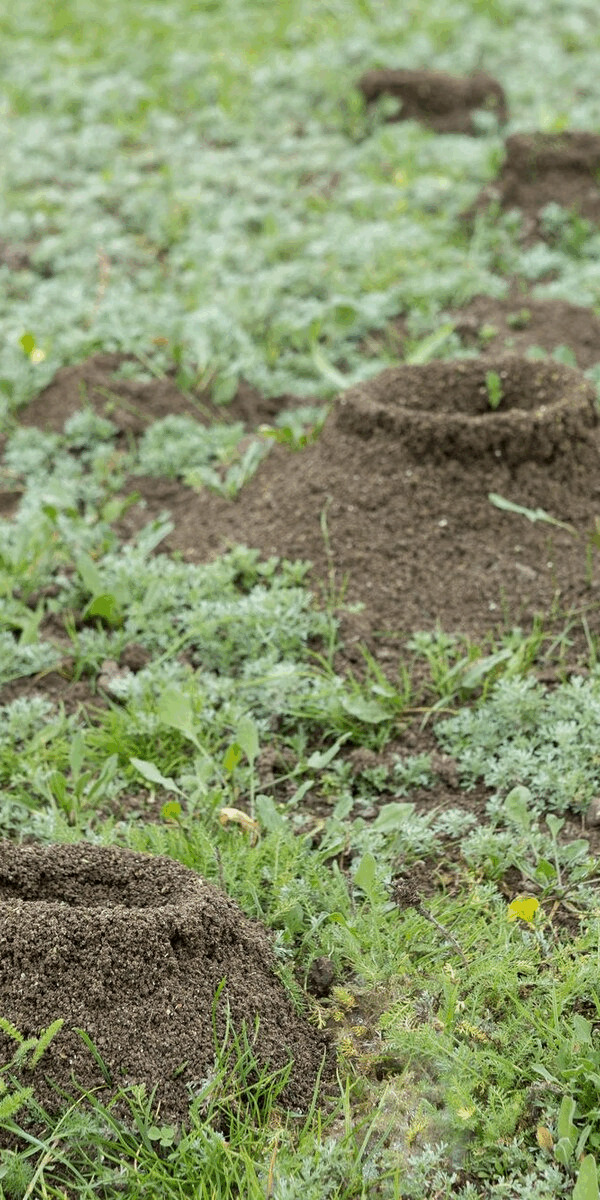 cause severe damage to your yard
