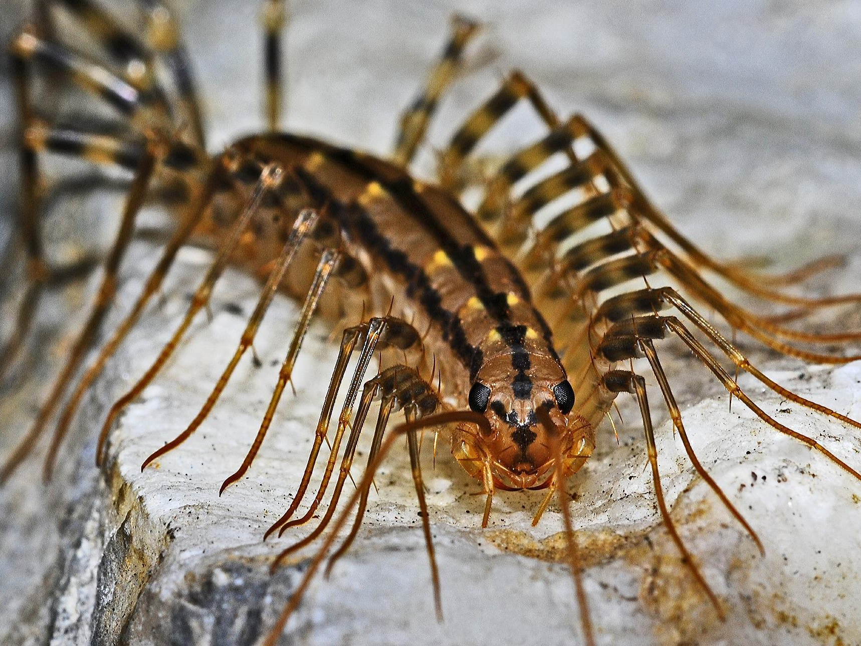 long, segmented critters