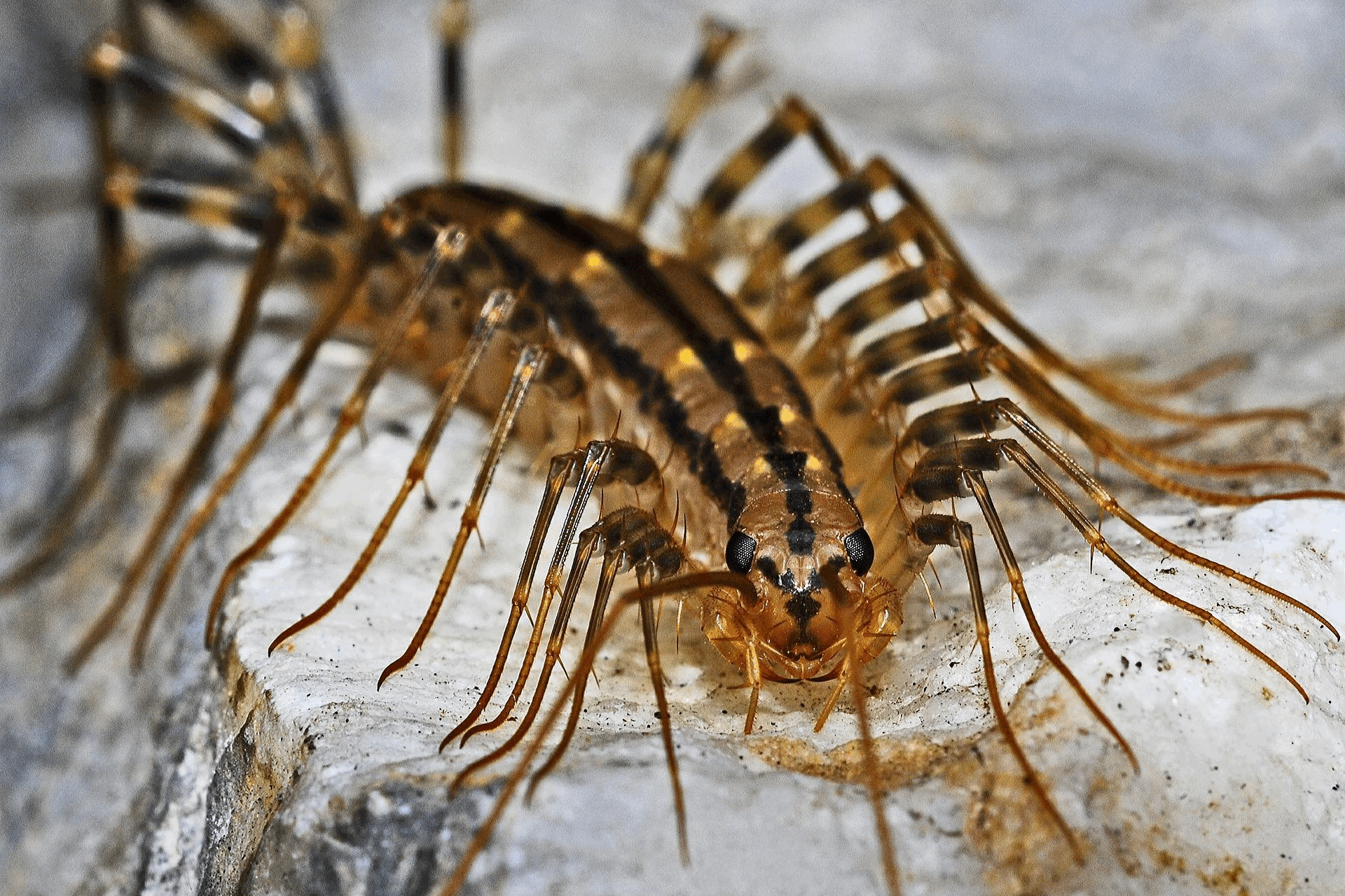 long, segmented critters