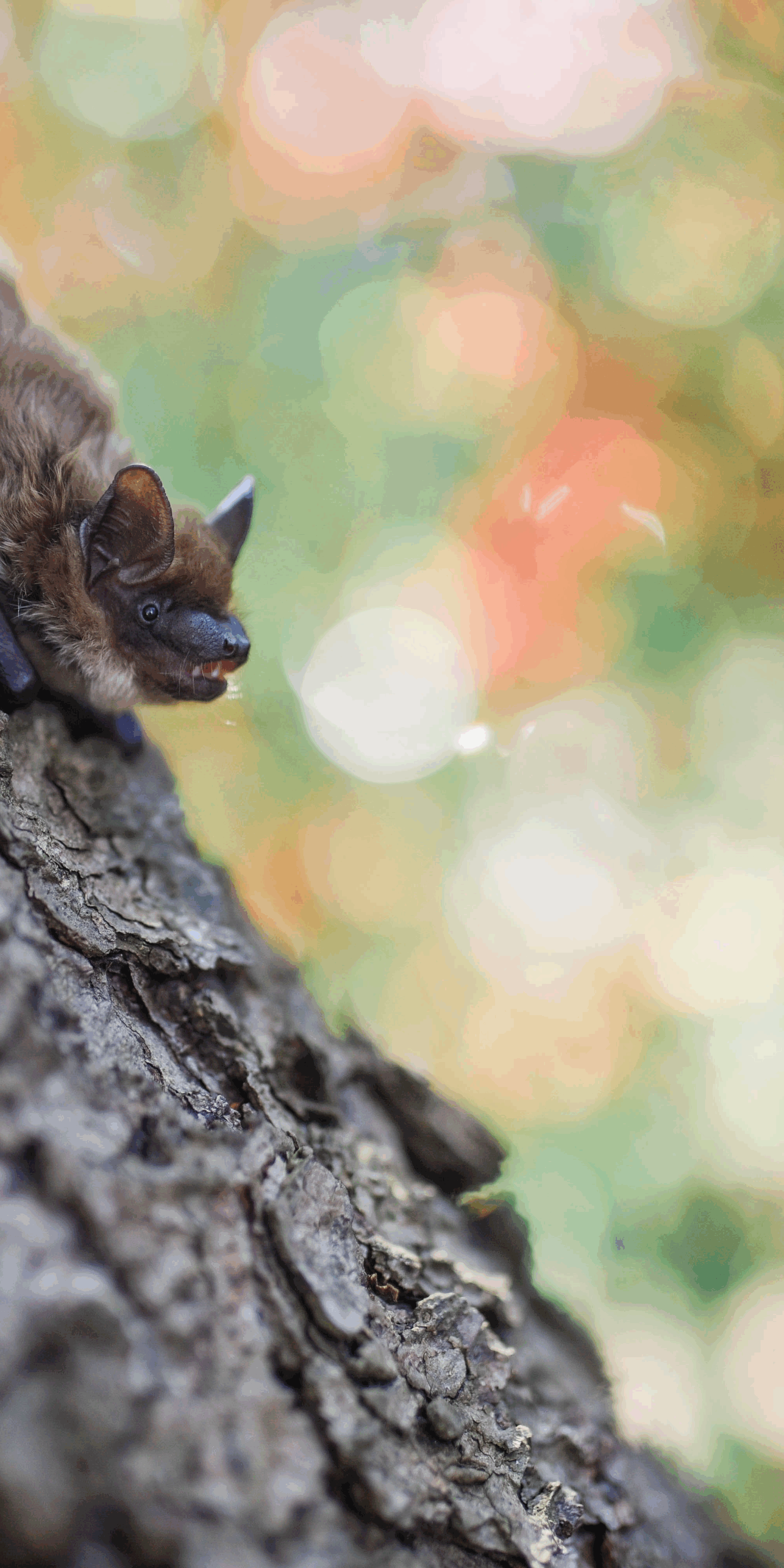 NEPA bat season