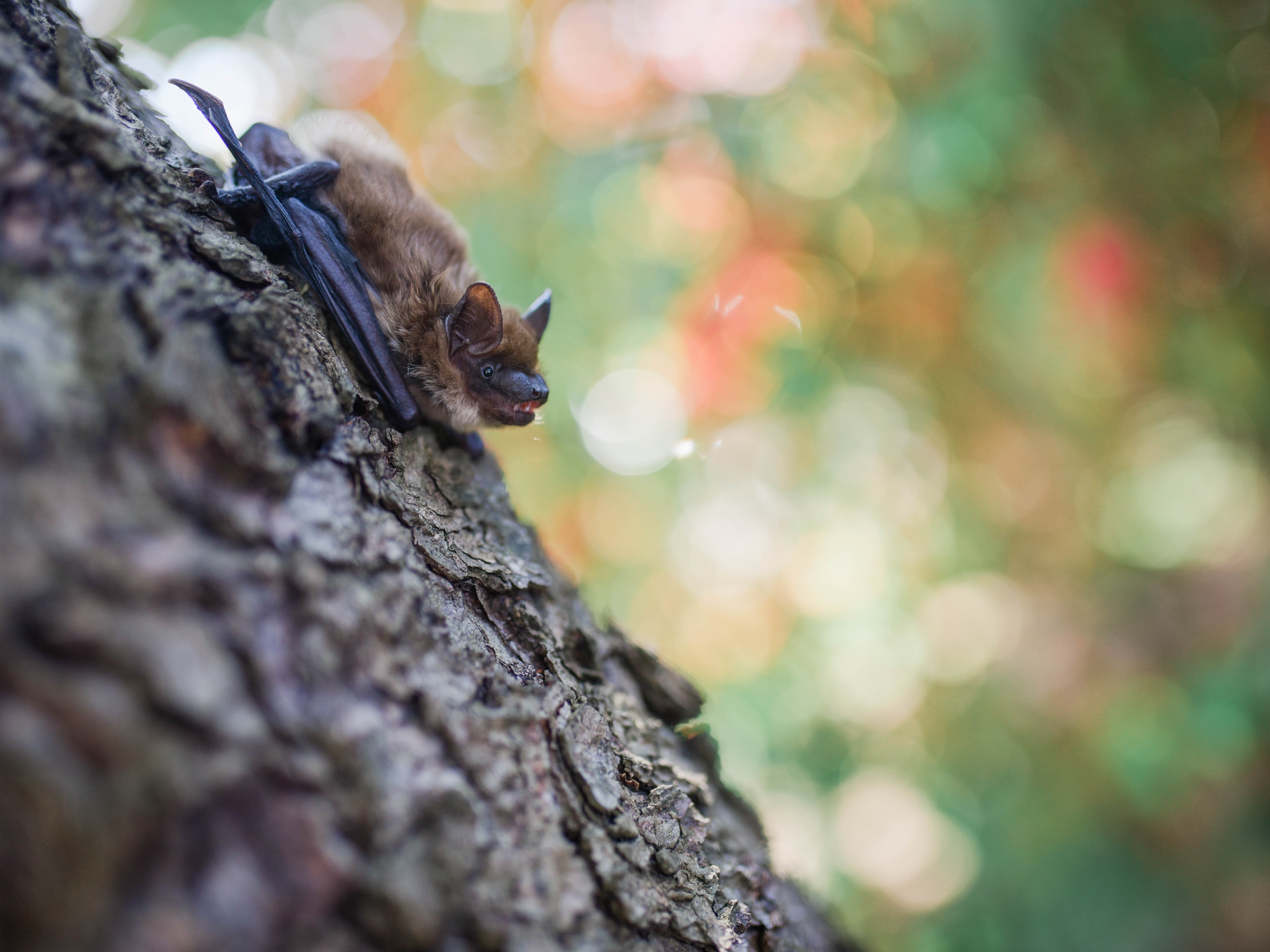 NEPA bat season