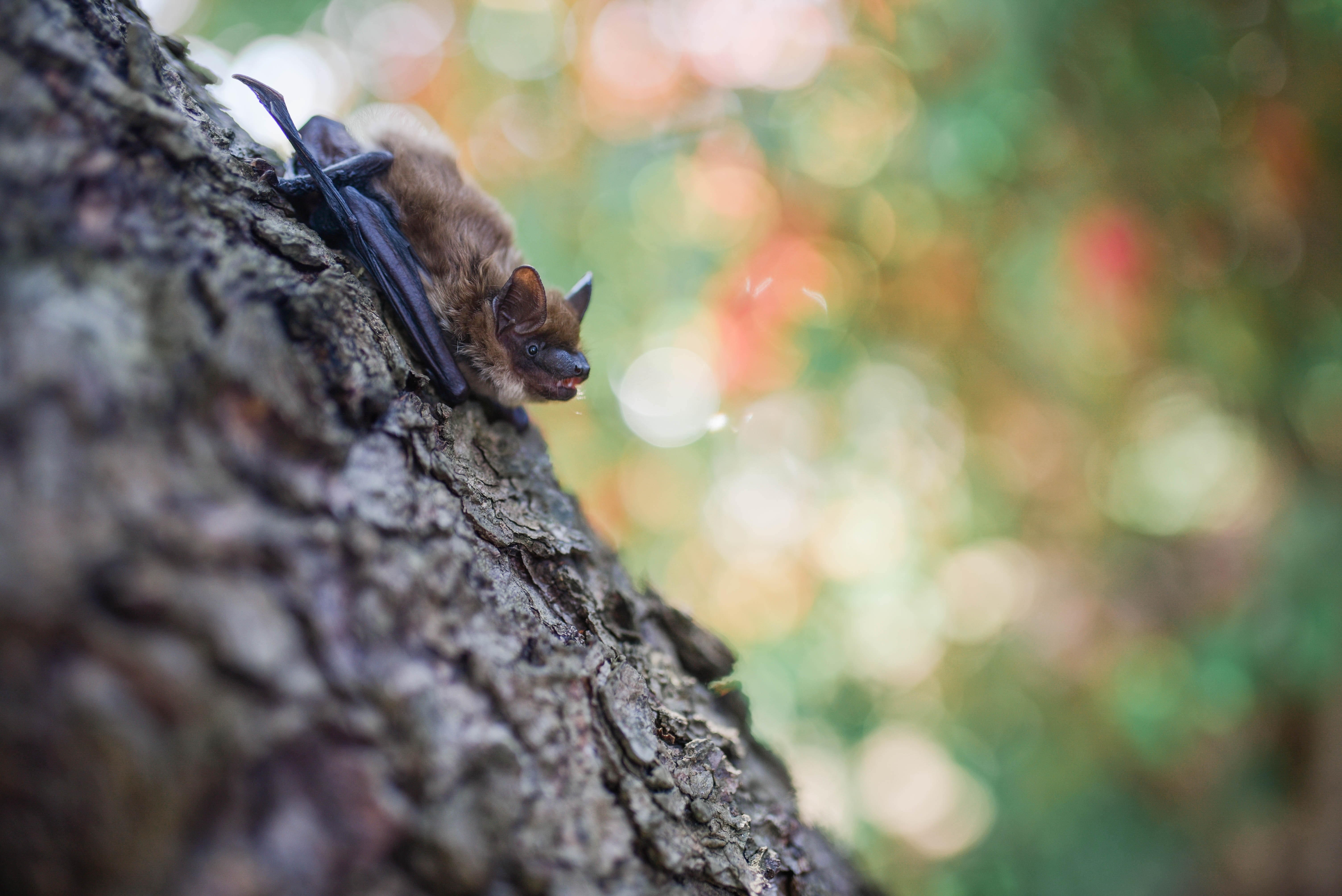 NEPA bat season