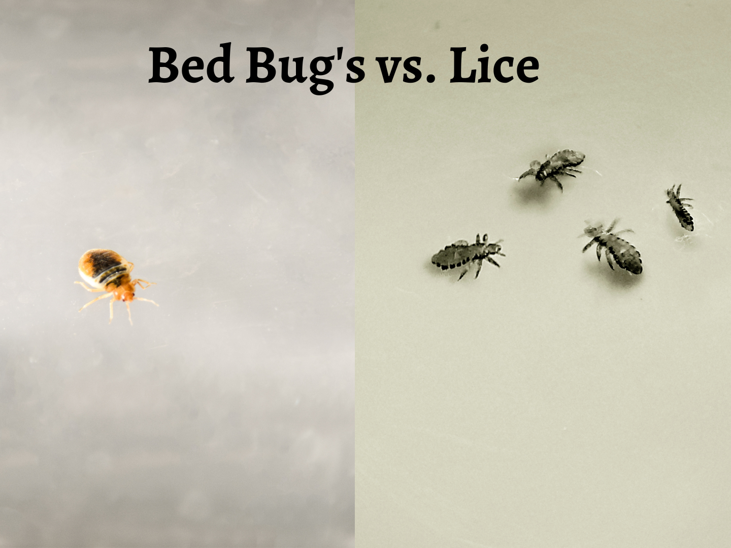 bed bugs and lice are parasitic insects