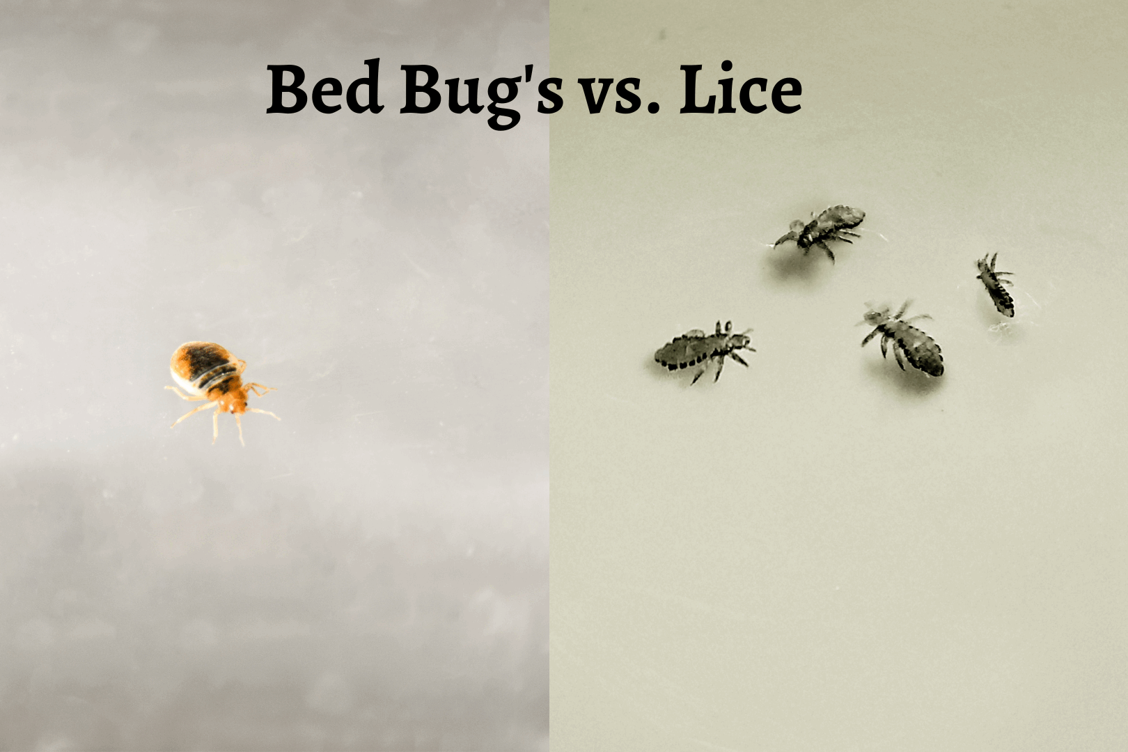 bed bugs and lice are parasitic insects