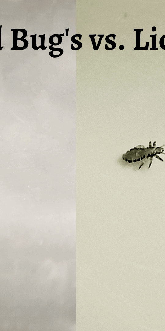 bed bugs and lice are parasitic insects
