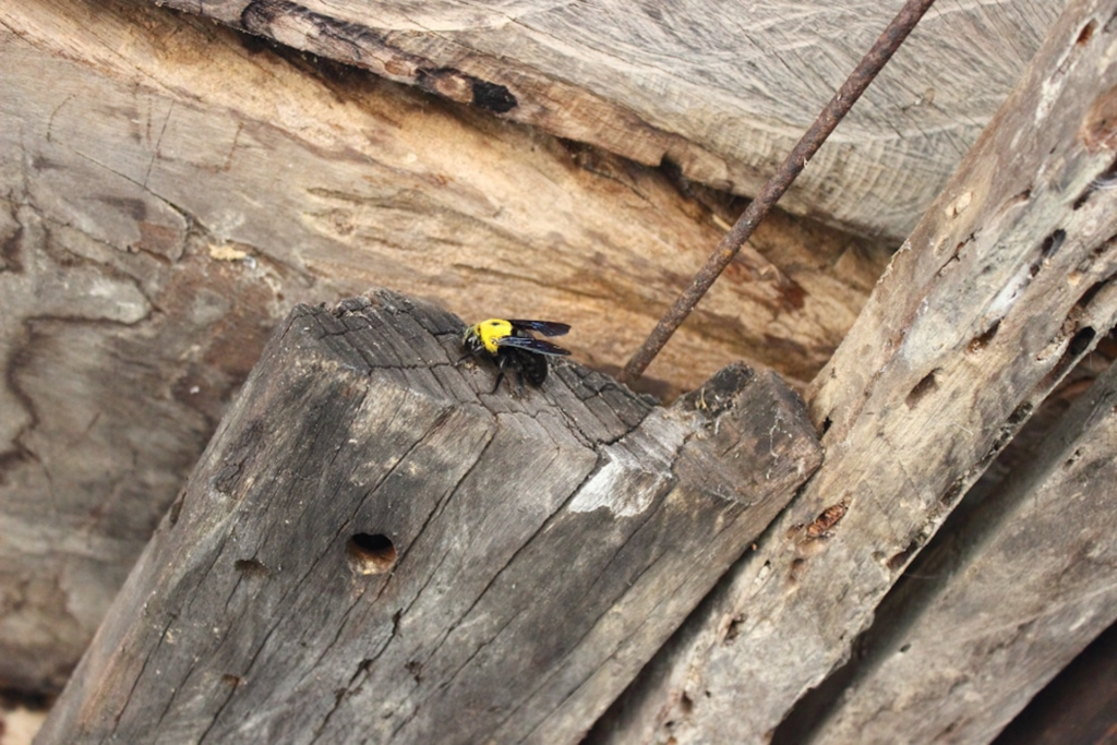 Is Carpenter Bee Season Coming to An End?