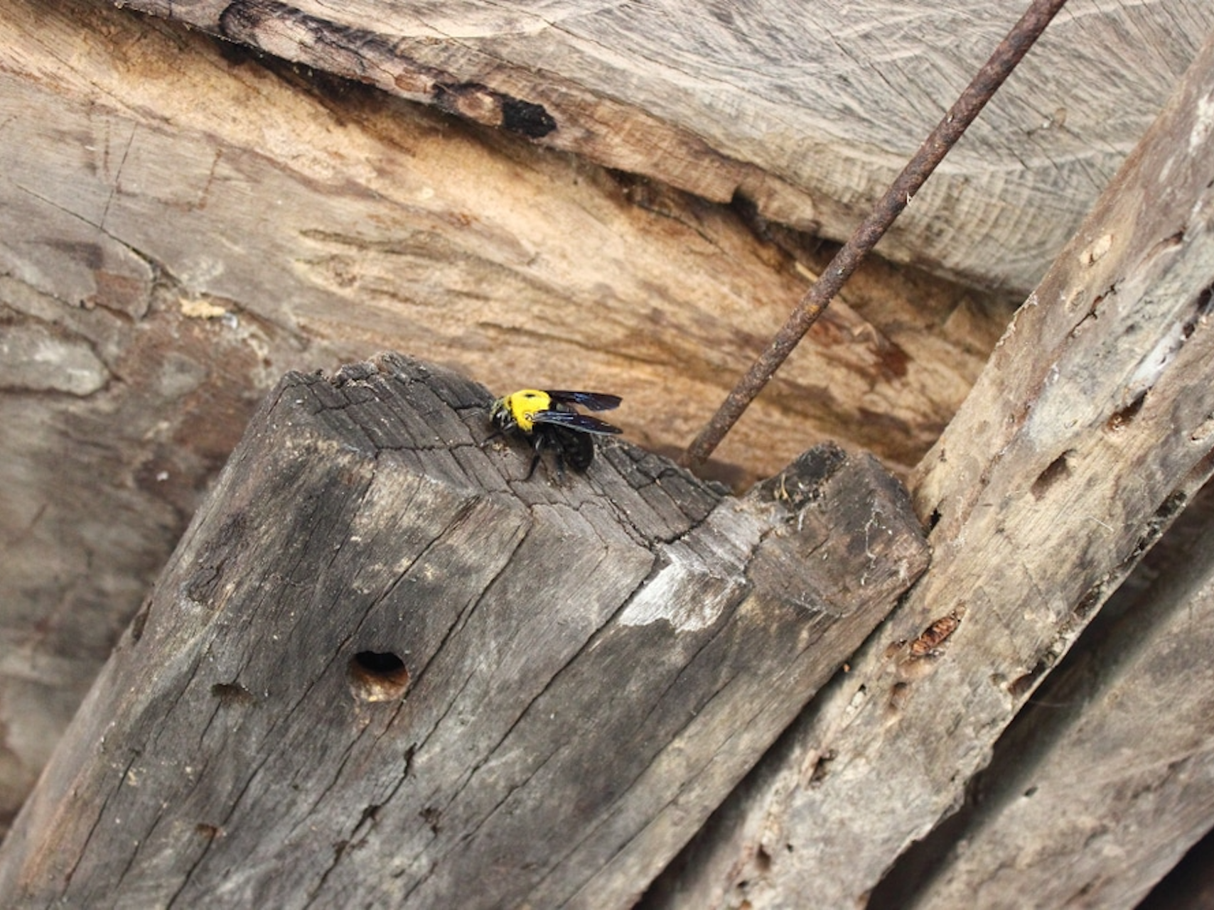 Carpenter bees have different seasonal active periods