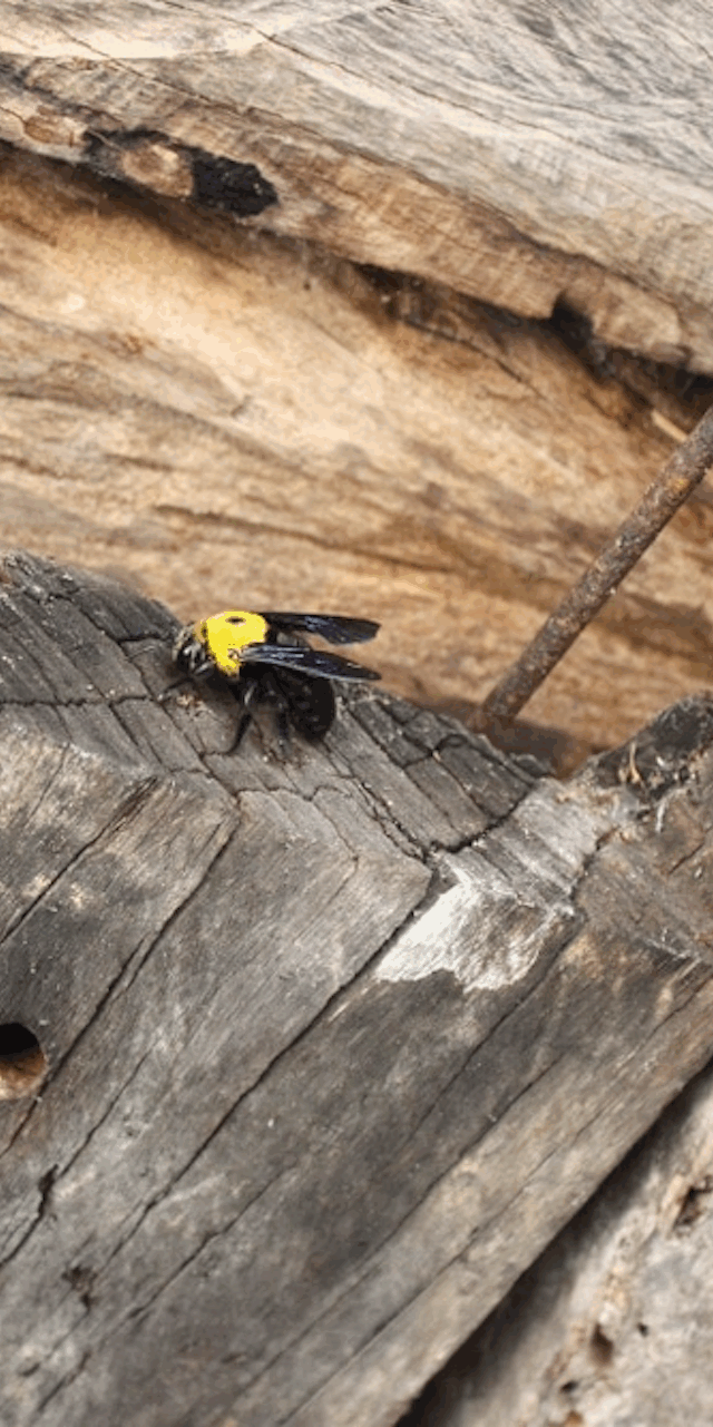 Carpenter bees have different seasonal active periods