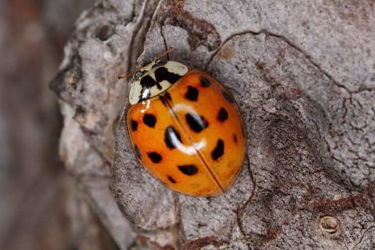 What is the Halloween Beetle and Are They Dangerous?
