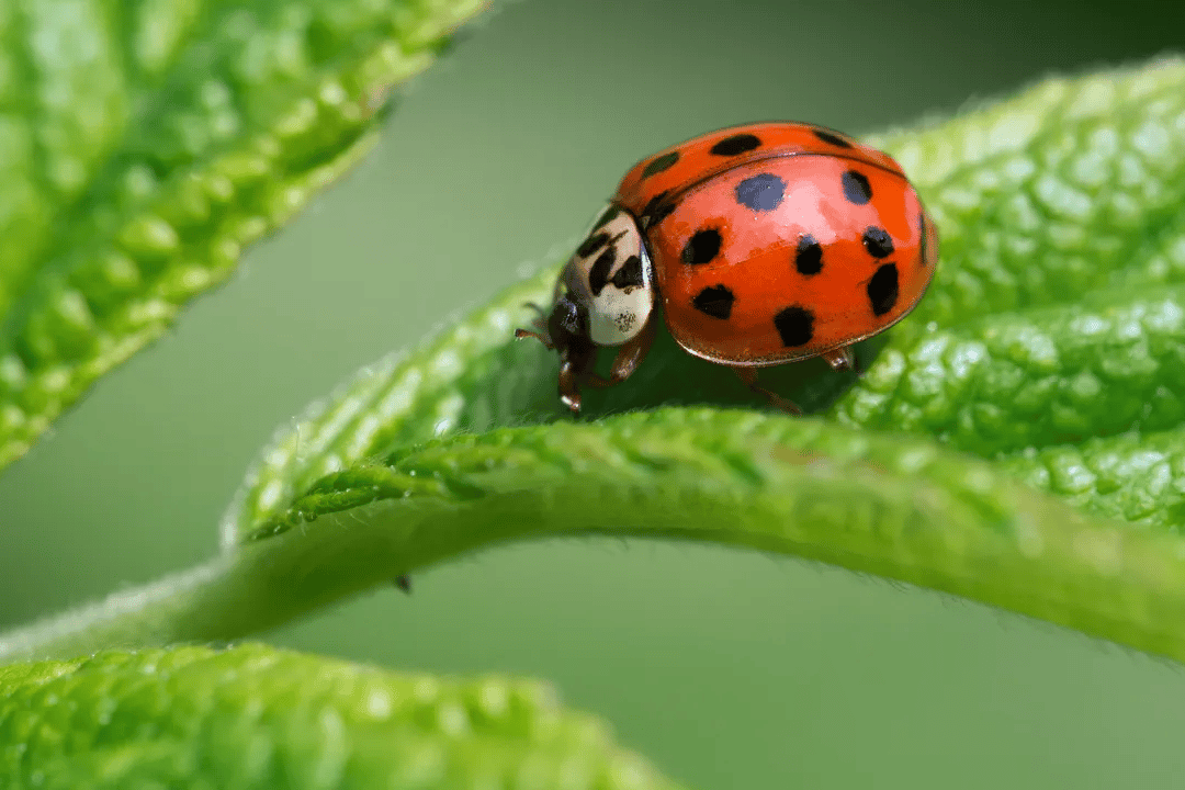 What is a Halloween Beetle?