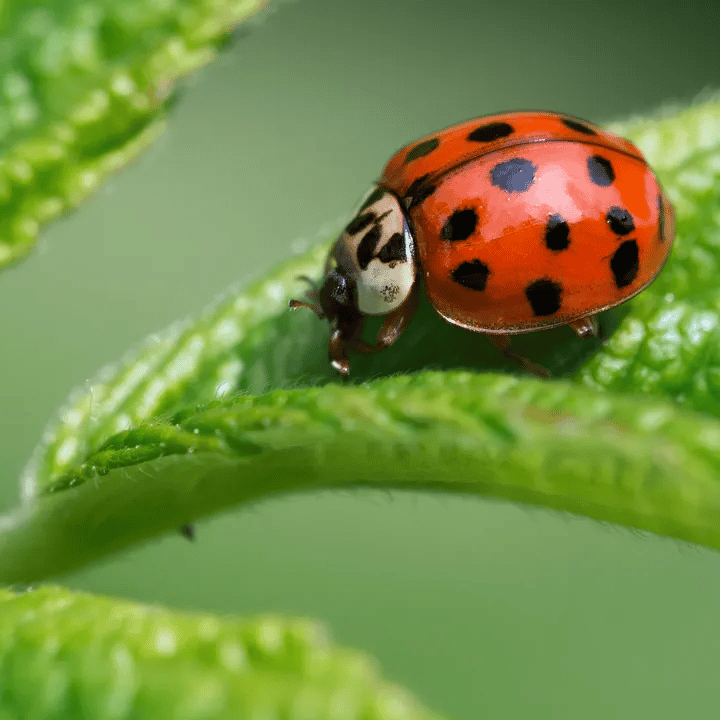 What is a Halloween Beetle?