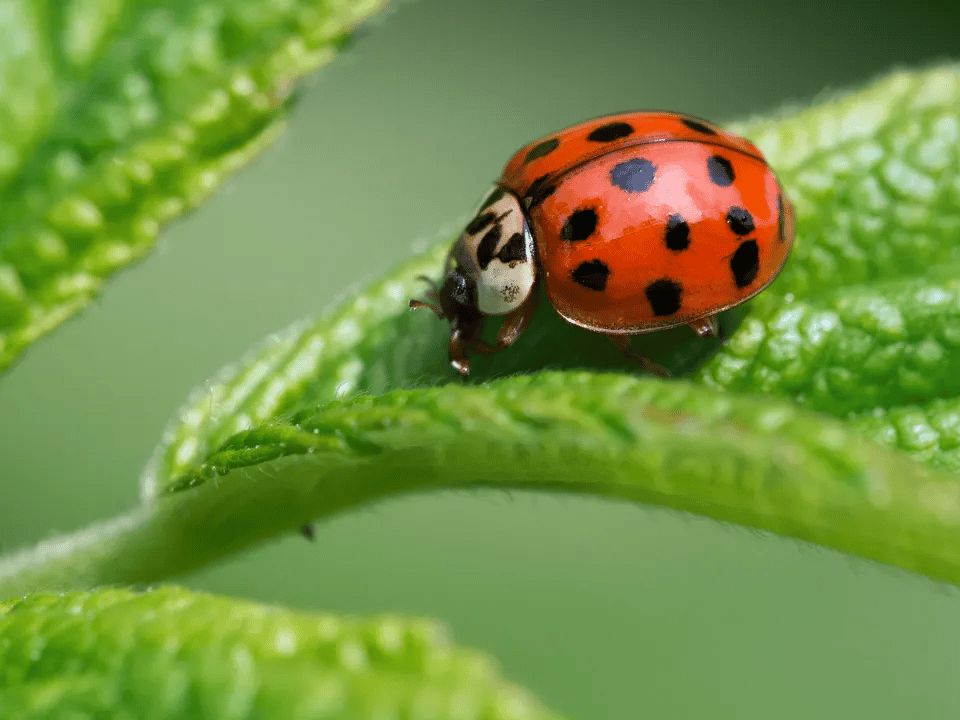 What is a Halloween Beetle?