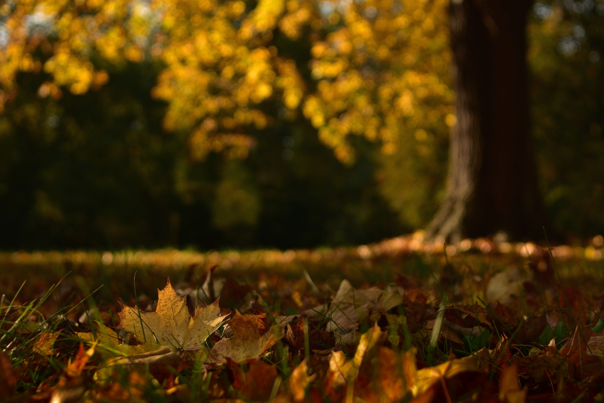 seasonal shift comes from the reduction of common outdoor pests