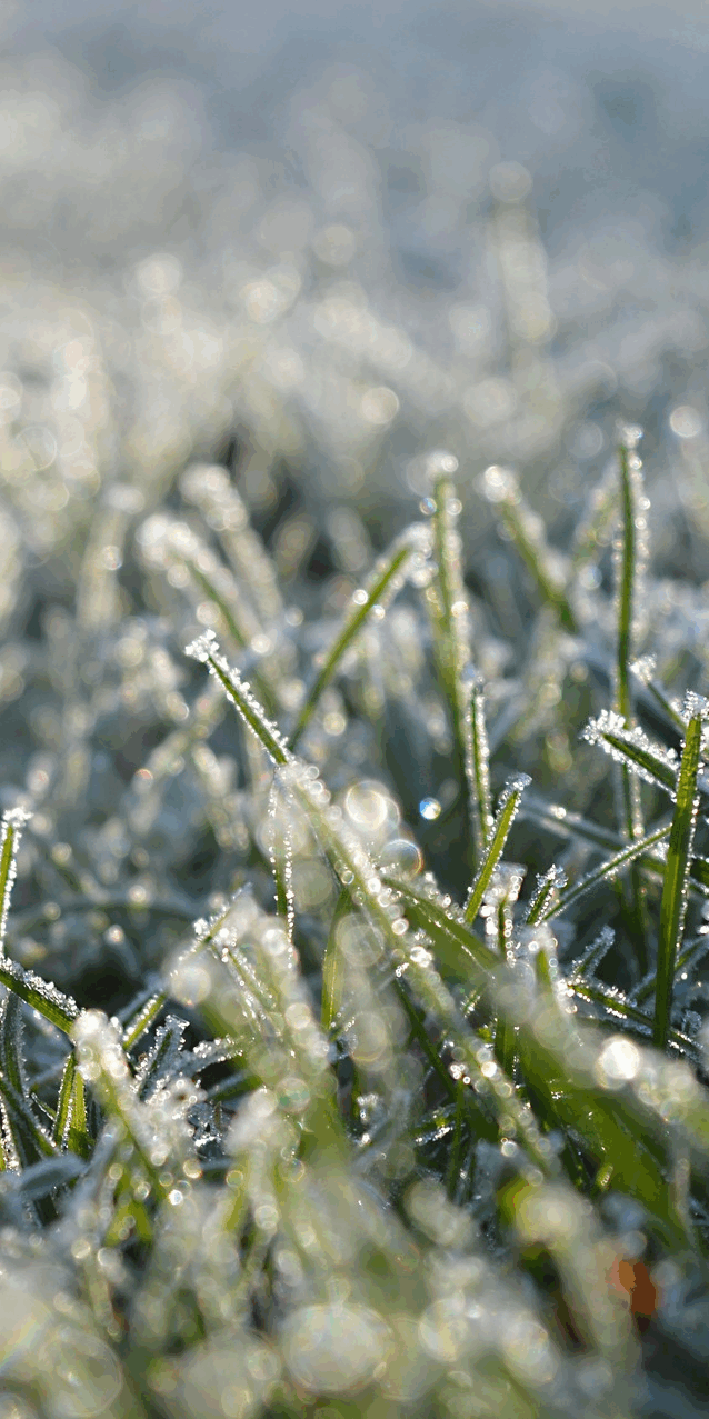 Insects and other pests are primarily motivated by survival and resources.