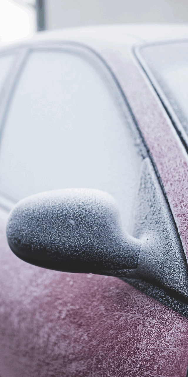 pest infestations in your car relatively common