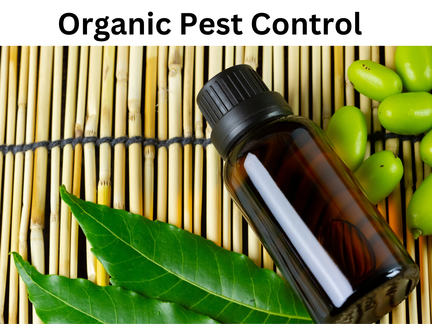 getting rid of pests without resorting to harsh chemicals or toxic substances.