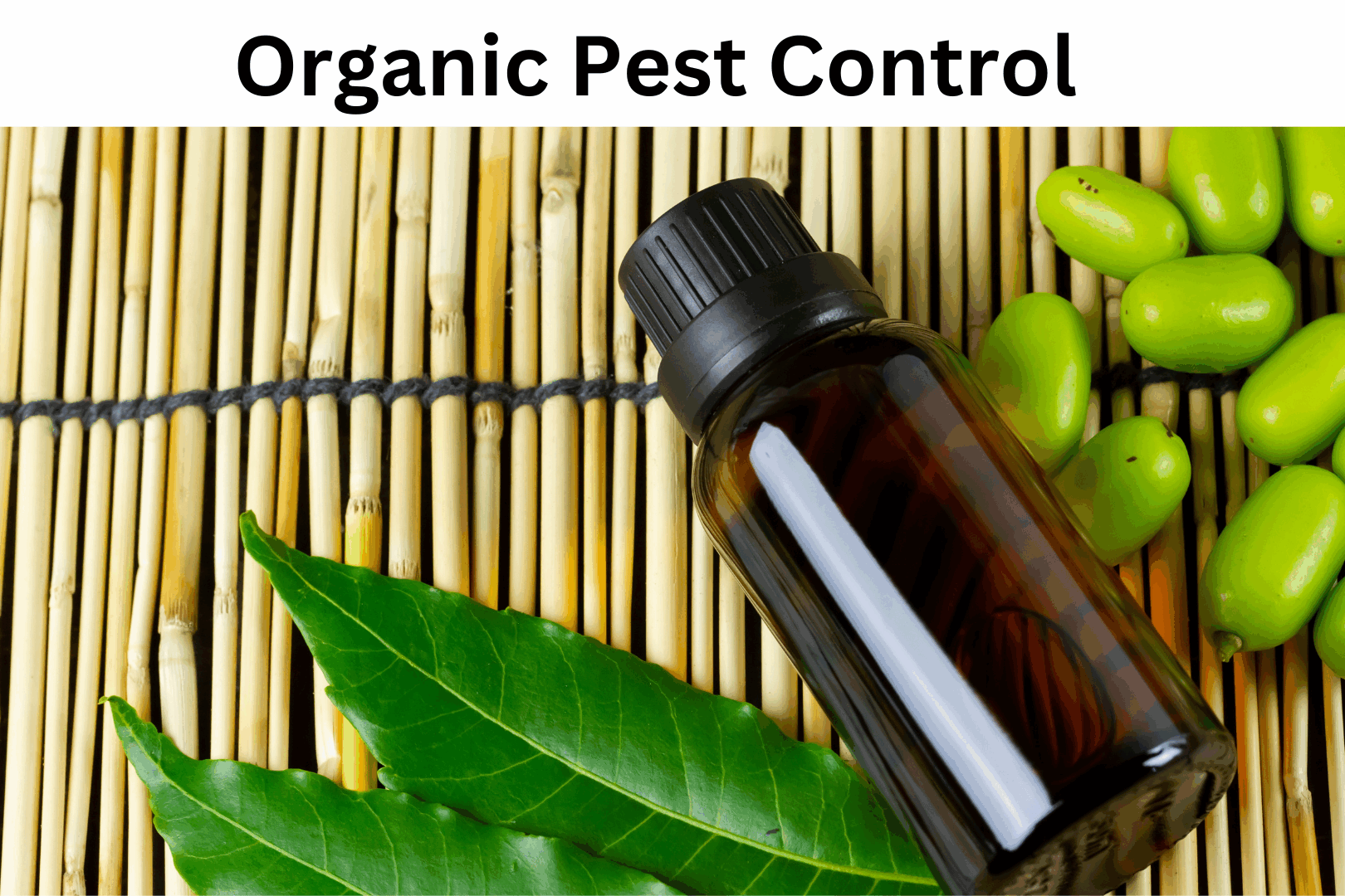 getting rid of pests without resorting to harsh chemicals or toxic substances.