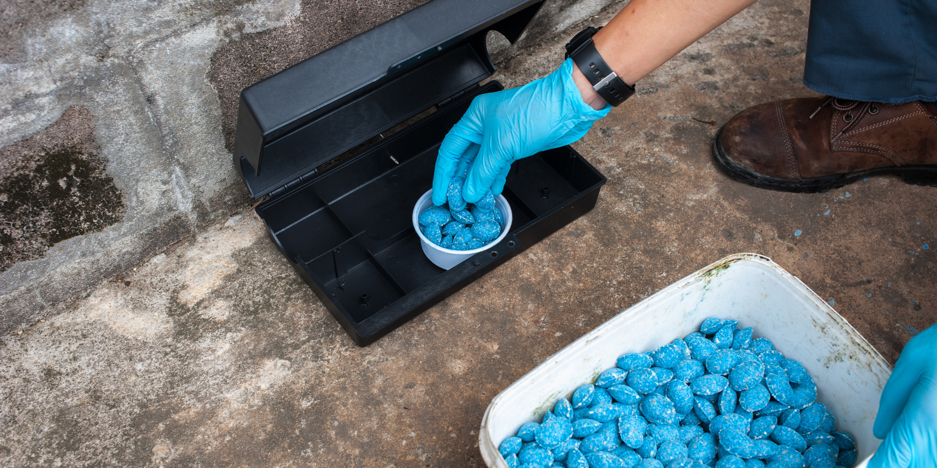 How to Use Mouse Bait Stations for Effective Rodent Control-1