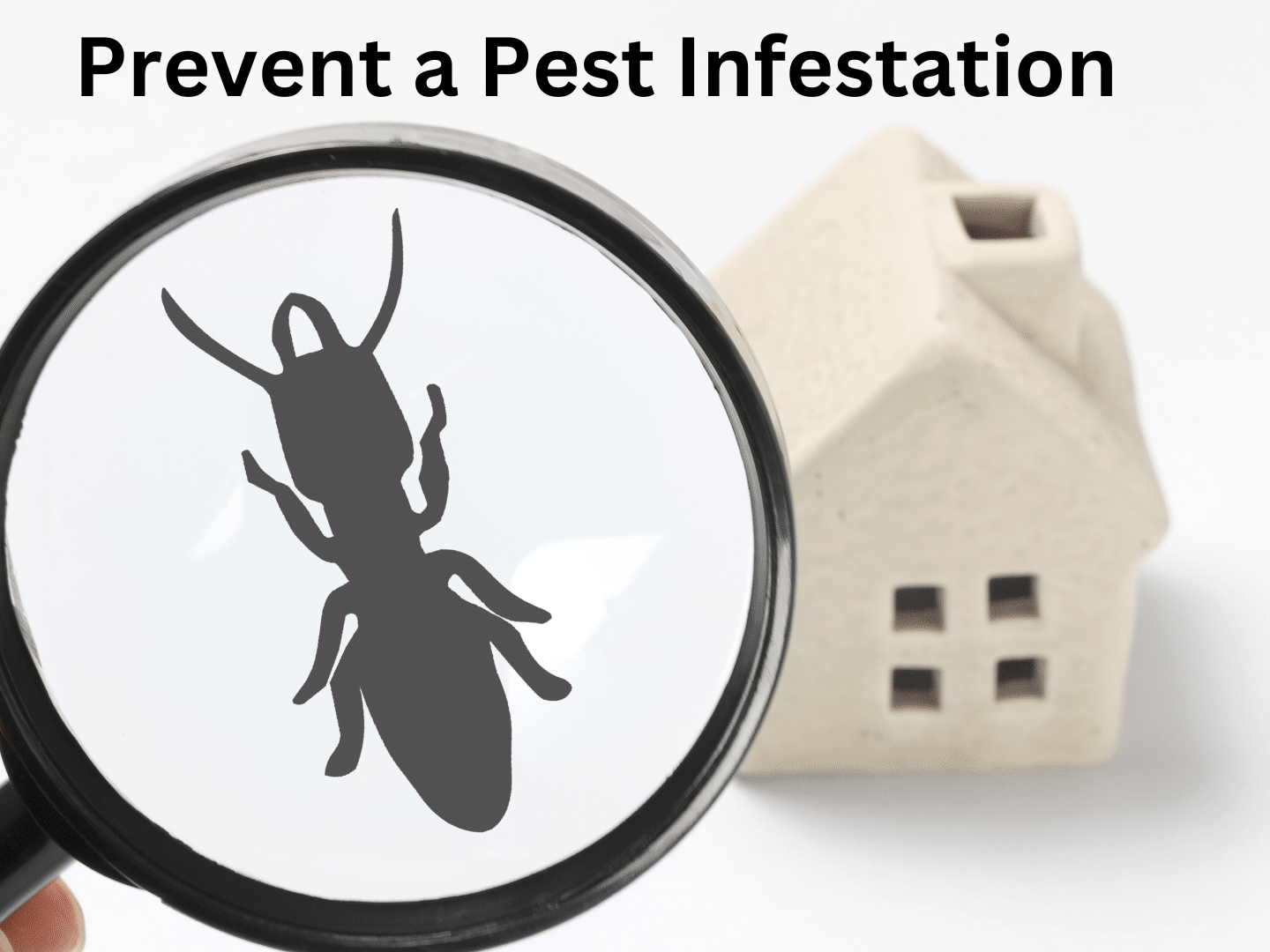 Pests are attracted to homes for various reasons