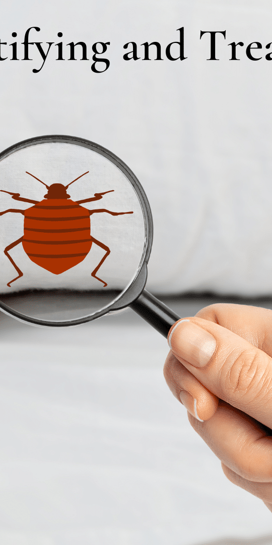 Bed bugs can enter your home in many ways