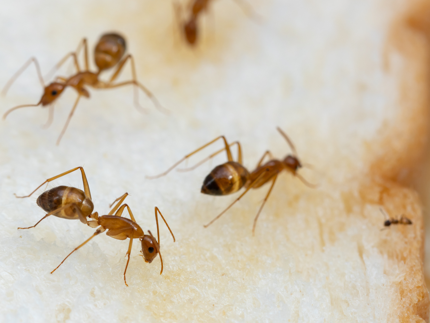 most common types of ants that infest homes are carpenter ants