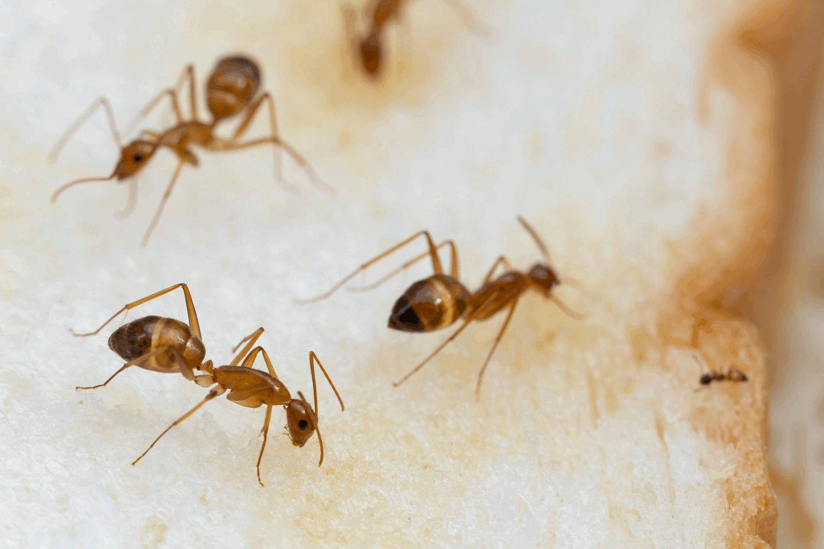 most common types of ants that infest homes are carpenter ants