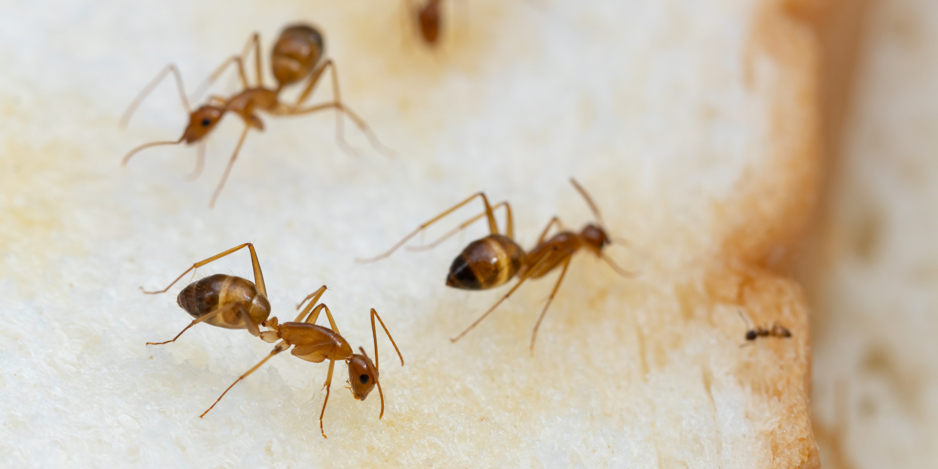 11 Common House Bugs in PA & NJ: Identification Guide