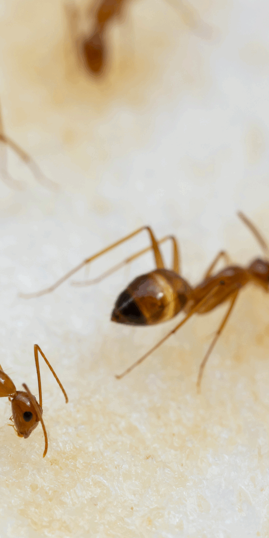 most common types of ants that infest homes are carpenter ants