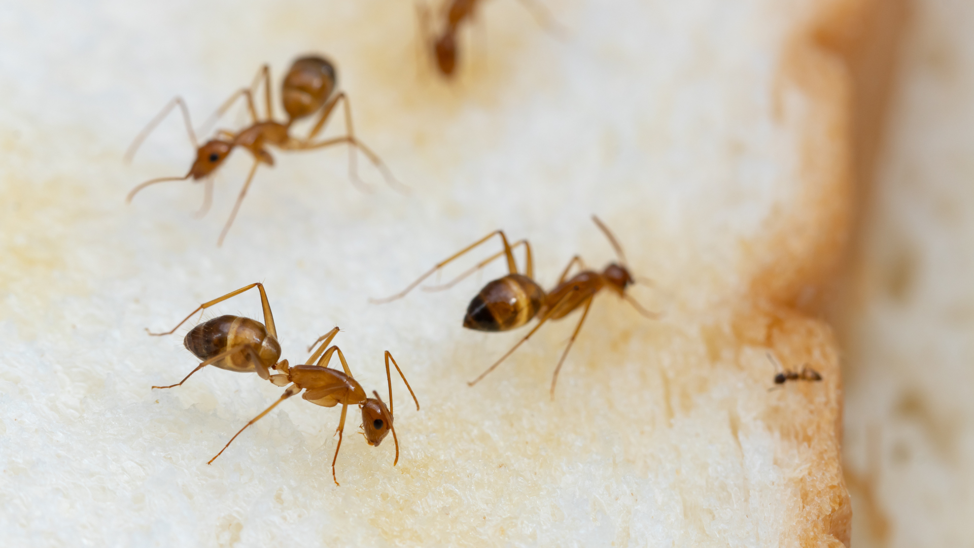 most common types of ants that infest homes are carpenter ants