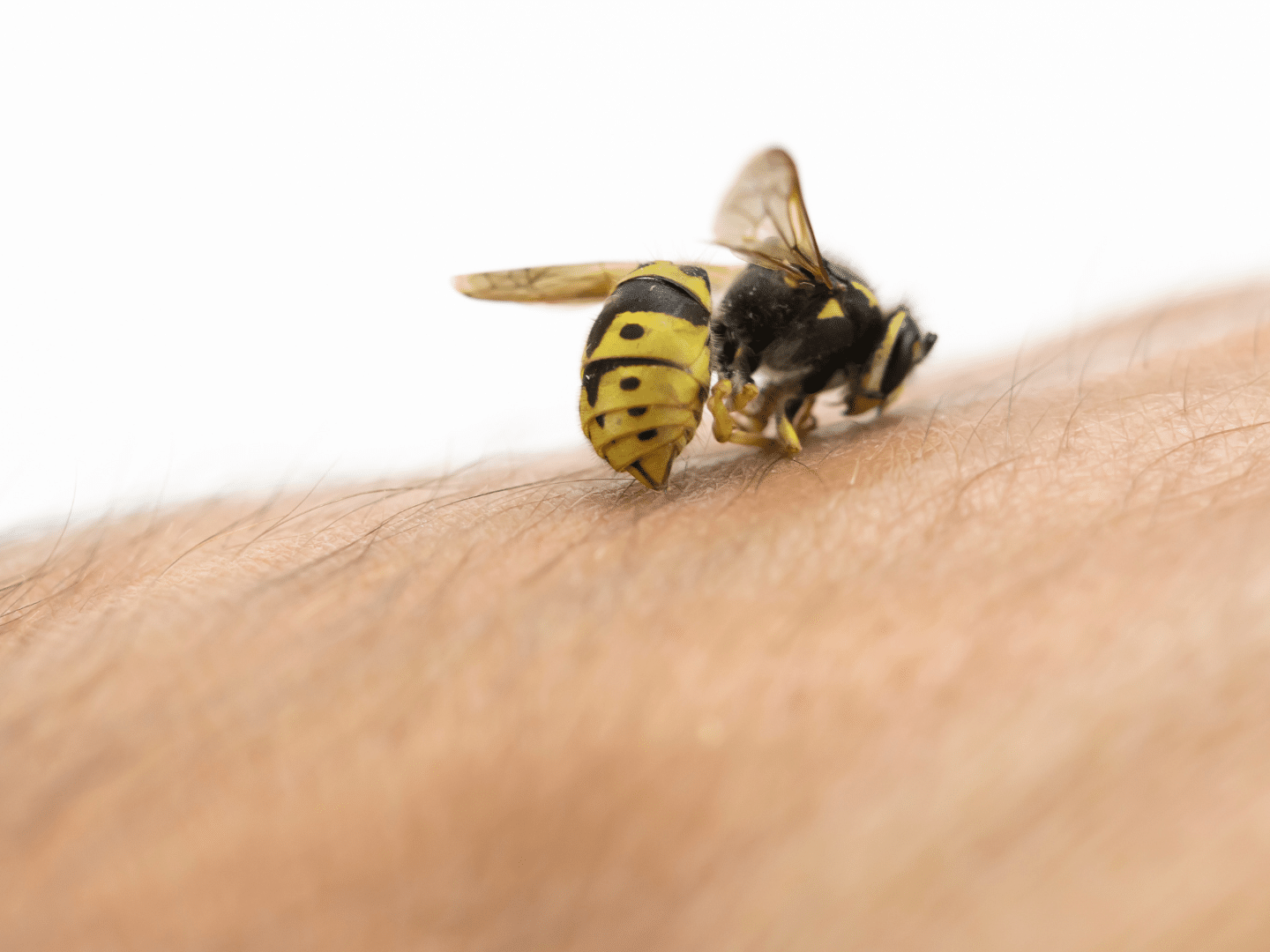 Wasps are also typically more aggressive