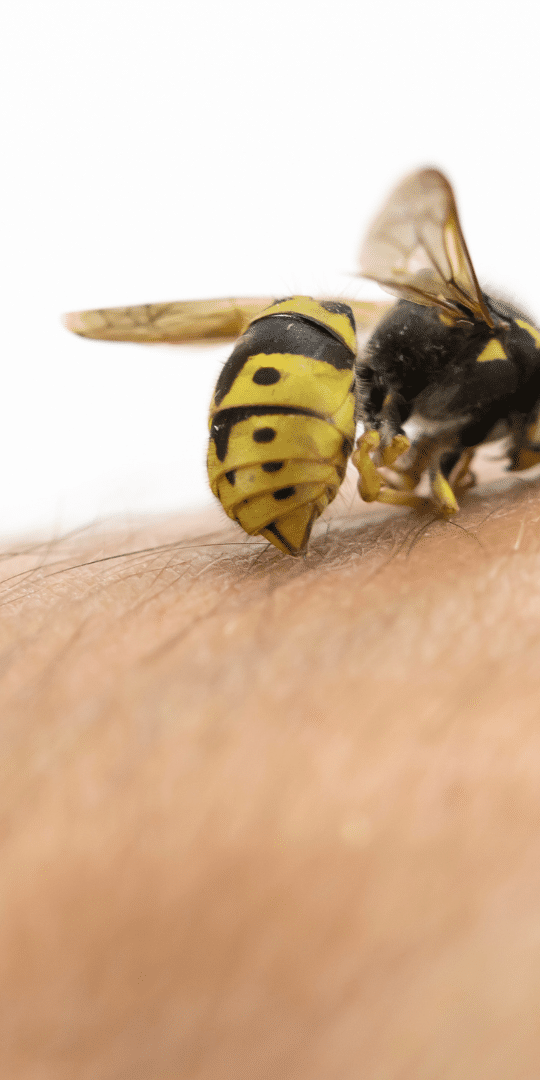 Wasps are also typically more aggressive