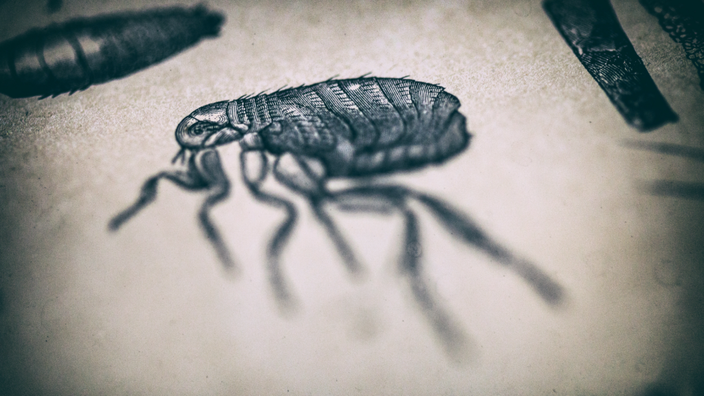 Do Flea Bombs and Foggers Work? Important Information The Pest Rangers