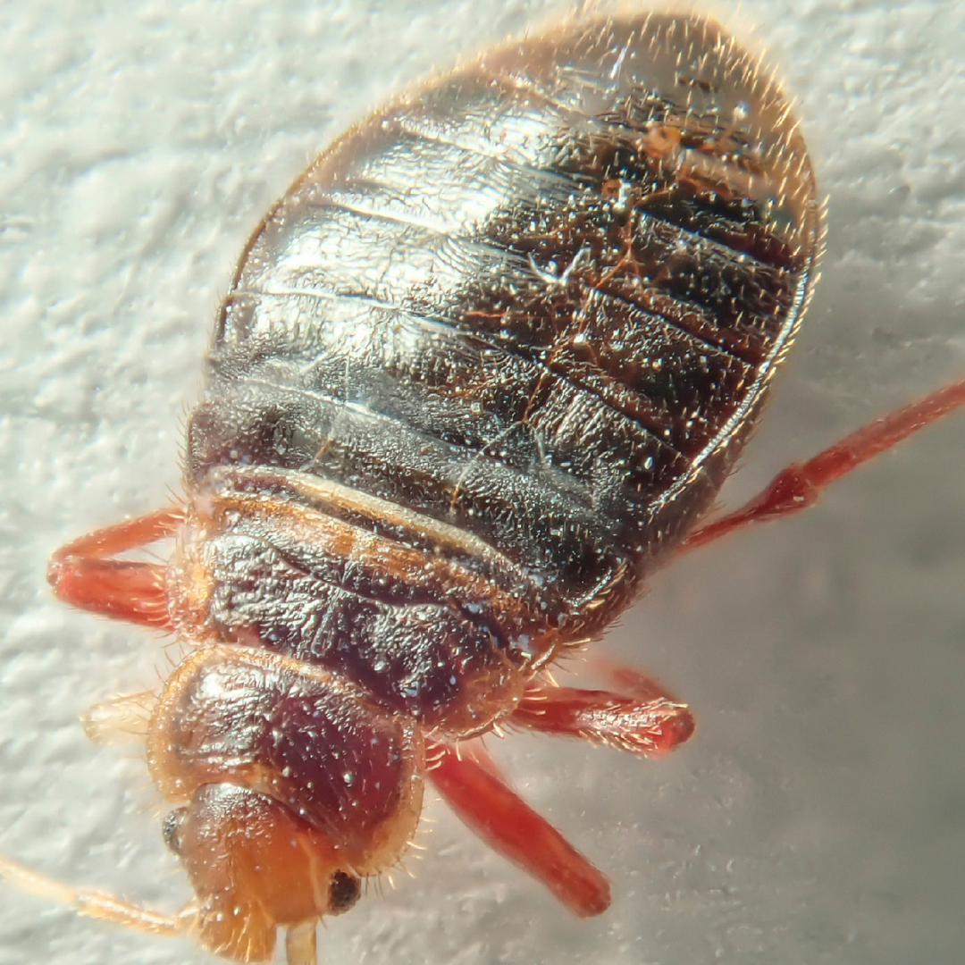 Bed bugs are parasites, meaning they feast on your blood