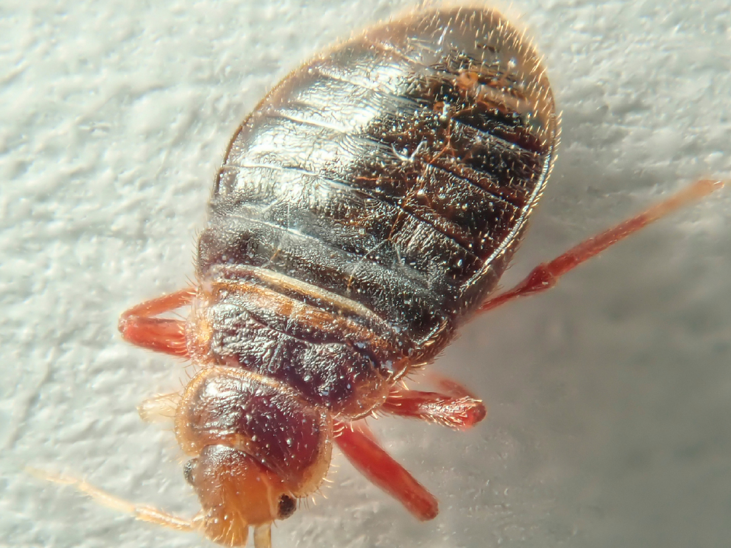 Bed bugs are parasites, meaning they feast on your blood