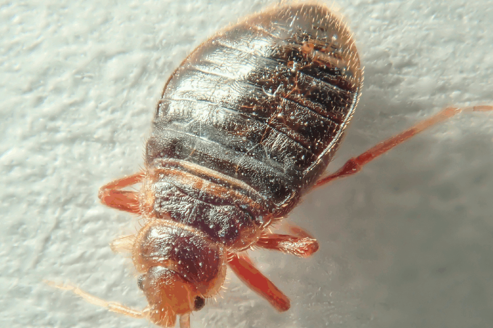 Bed bugs are parasites, meaning they feast on your blood