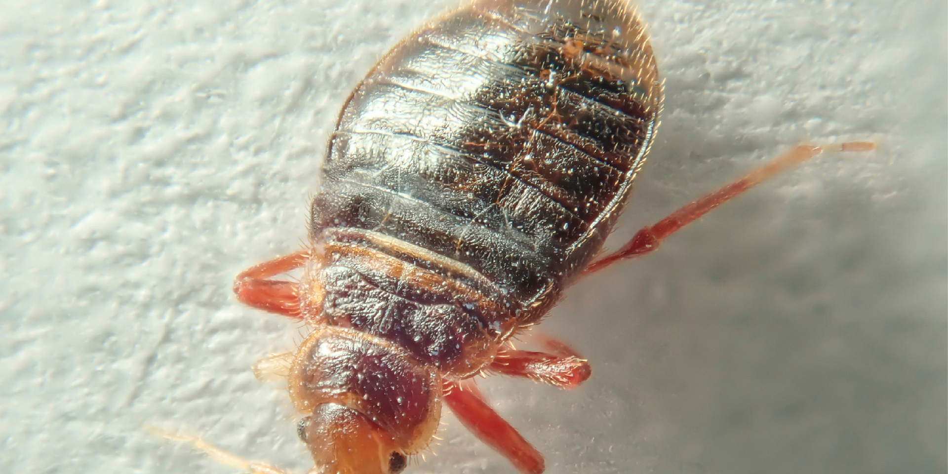 Bed bugs are parasites, meaning they feast on your blood