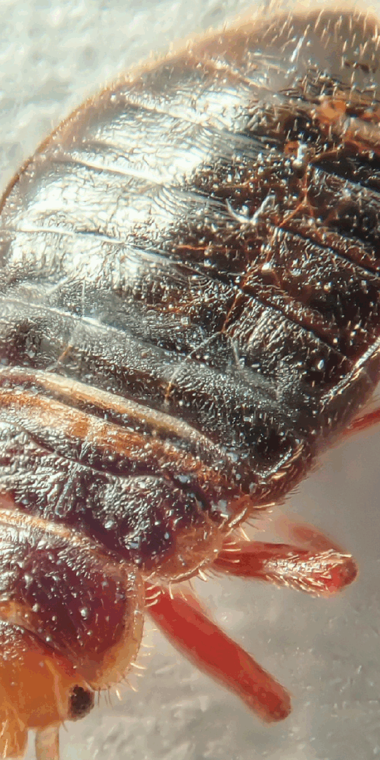 Bed bugs are parasites, meaning they feast on your blood