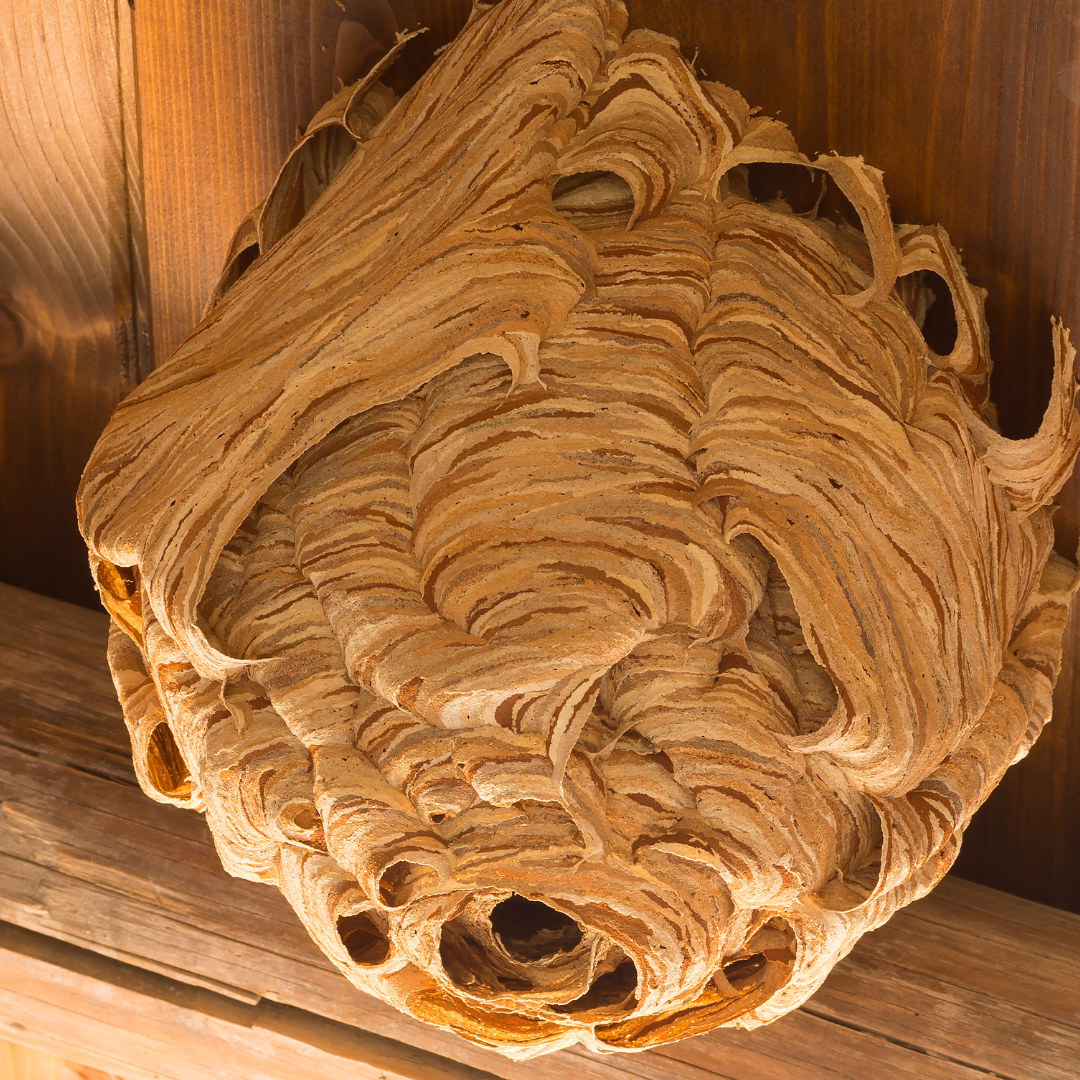 Unlike bee hives, wasp nests are on the smaller side