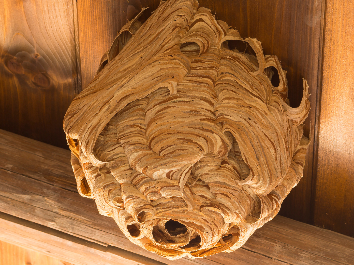 Unlike bee hives, wasp nests are on the smaller side